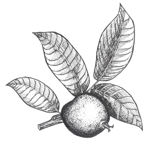 Angela Wheeler Design